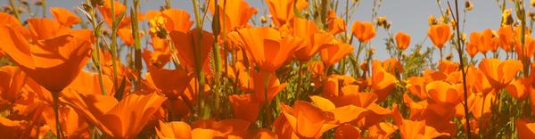 Background - Golden Poppies